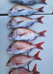 釣り舟　海竜 釣果