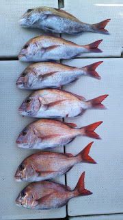 釣り舟　海竜 釣果