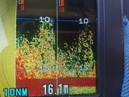 深川 吉野屋 釣果