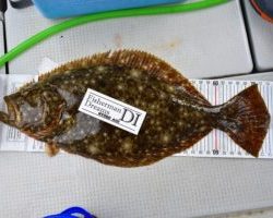 Fisherman Dreams DI 釣果