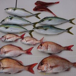 フィッシングボートACE(エース) 釣果