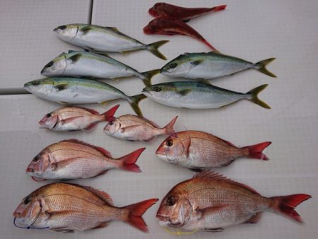 フィッシングボートACE(エース) 釣果