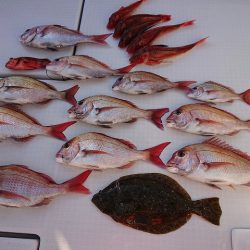 フィッシングボートACE(エース) 釣果