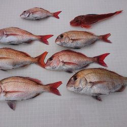 フィッシングボートACE（エース） 釣果