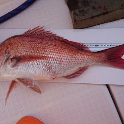 フィッシングボートACE（エース） 釣果