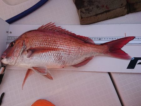 フィッシングボートACE（エース） 釣果