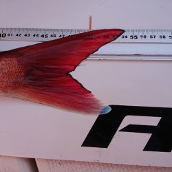 フィッシングボートACE（エース） 釣果