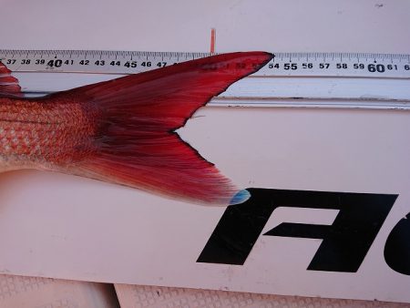 フィッシングボートACE（エース） 釣果