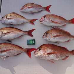 フィッシングボートACE（エース） 釣果