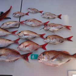 フィッシングボートACE(エース) 釣果