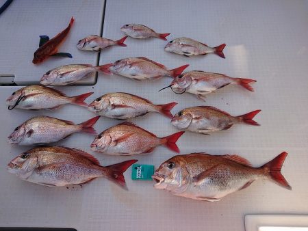 フィッシングボートACE(エース) 釣果