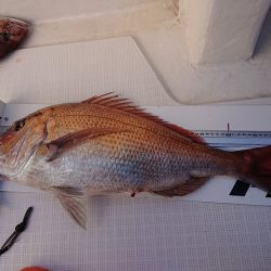 フィッシングボートACE(エース) 釣果