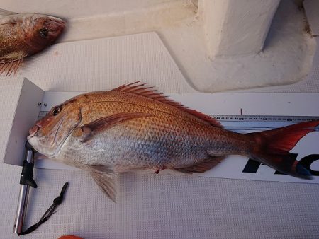 フィッシングボートACE(エース) 釣果