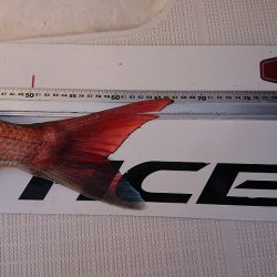 フィッシングボートACE(エース) 釣果