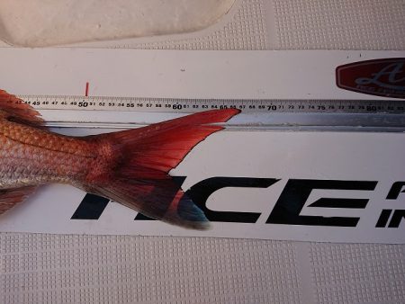 フィッシングボートACE(エース) 釣果