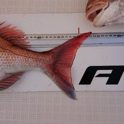 フィッシングボートACE(エース) 釣果