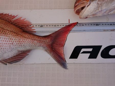 フィッシングボートACE(エース) 釣果