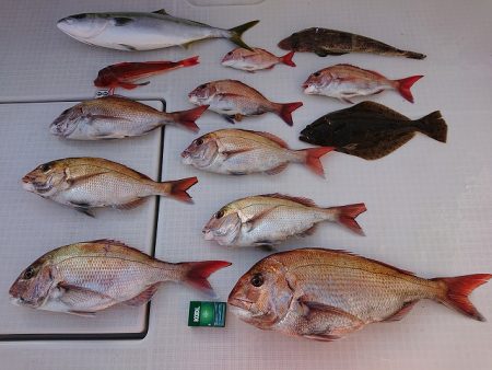 フィッシングボートACE(エース) 釣果