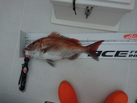 フィッシングボートACE(エース) 釣果