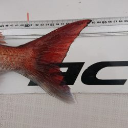 フィッシングボートACE(エース) 釣果