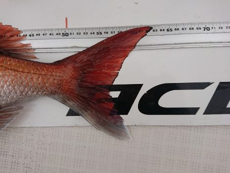 フィッシングボートACE(エース) 釣果