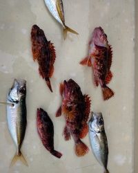 和歌山マリーナシティ釣り公園 釣果