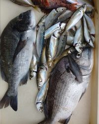 和歌山マリーナシティ釣り公園 釣果