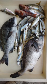 和歌山マリーナシティ釣り公園 釣果