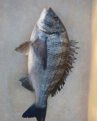 和歌山マリーナシティ釣り公園 釣果