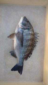 和歌山マリーナシティ釣り公園 釣果