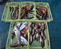 アジアマリンサービス 釣果