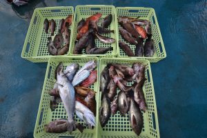 アジアマリンサービス 釣果