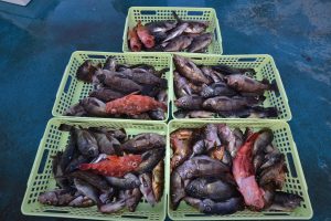 アジアマリンサービス 釣果