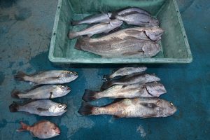 アジアマリンサービス 釣果