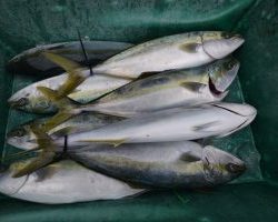 アジアマリンサービス 釣果