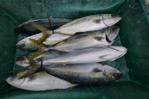 アジアマリンサービス 釣果