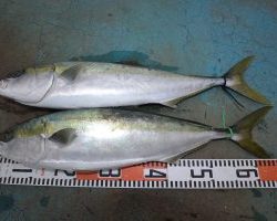 アジアマリンサービス 釣果