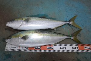 アジアマリンサービス 釣果