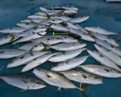 アジアマリンサービス 釣果