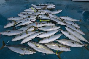 アジアマリンサービス 釣果