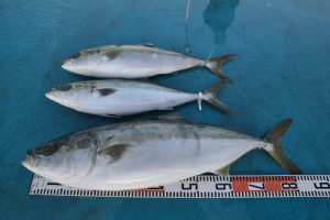 アジアマリンサービス 釣果