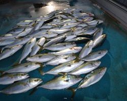 アジアマリンサービス 釣果