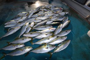 アジアマリンサービス 釣果