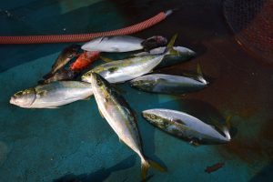 アジアマリンサービス 釣果