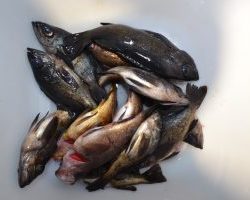 アジアマリンサービス 釣果