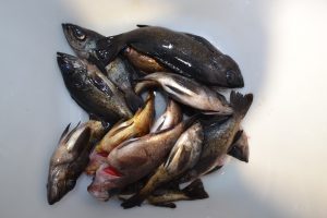 アジアマリンサービス 釣果