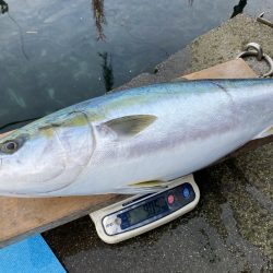 まるいち丸 ZERO-1 釣果