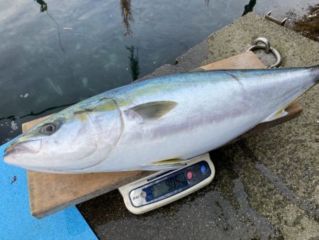 まるいち丸 ZERO-1 釣果