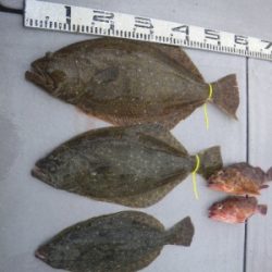 磯部釣船 直栄丸 釣果