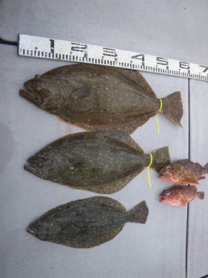 磯部釣船 直栄丸 釣果